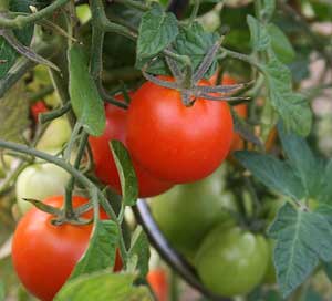 Duftende Tomaten , frisch vom Strauch